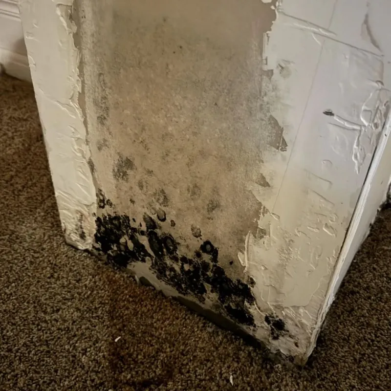 Professional Mold Removal in Phenix City, AL